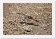 18TarangirePMGameDrive - 12 * Rufus-tailed Weaver.